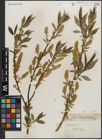 Foto von Salix lucida Muhl.